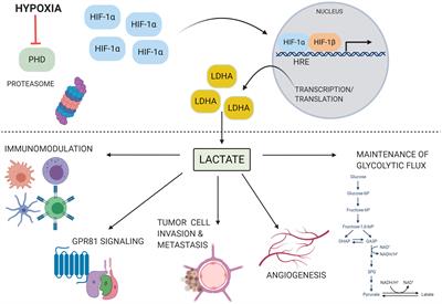 Lactate Metabolism and Signaling in Tuberculosis and Cancer: A Comparative Review